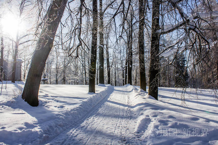 冬季景观.严寒, 白雪皑皑的树木, 晴朗的天气.美丽的冬季季节性背景