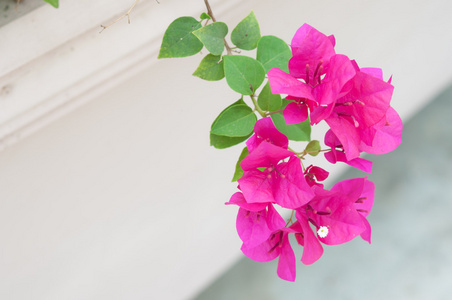 盛开的三角梅图片-盛开的三角梅素材-盛开的三角梅插画-摄图新视界