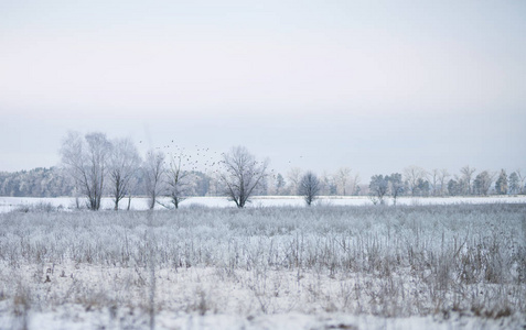 冬天的树木和田野, 寒冷的风景
