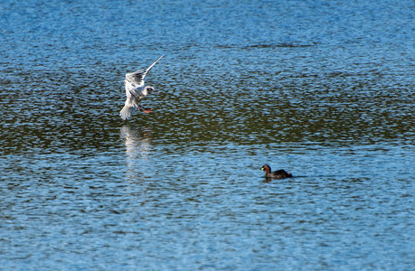 一只黑头海鸥来到 Linlithgow 湖的土地上, 看着一个小鷉