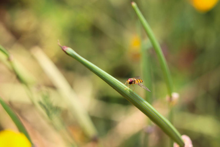 食蚜虻坐在草尖上