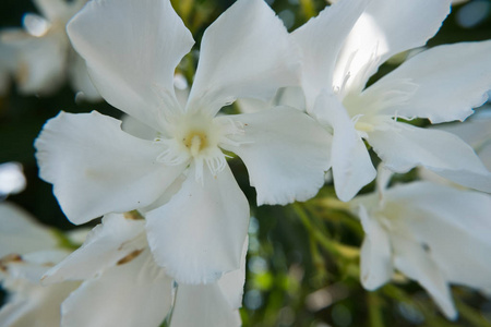 盛开的白色夹竹桃夹竹桃花和芽在一个绿色的花园。美丽的自然写真壁纸背景。没有人
