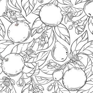 葡萄柚图图片-葡萄柚图素材-葡萄柚图插画-摄图新视界