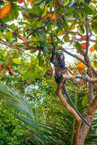 Phaluai 岛, Mu 和丁字裤国家公园, 泰国湾, 暹罗, 小叶子猴或昏暗的叶猴在雨林里吃水果