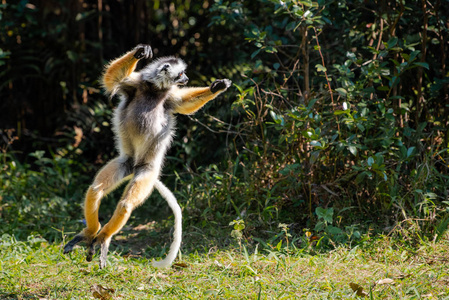 跳舞狐猴, 可爱的 Diademed 狐猴狐猴在树和自然。马达加斯加动物野生动植物, 马达加斯加的野生动物。安达西比Isalo
