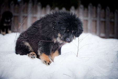 小狗藏獒在冬季 节假日 雪