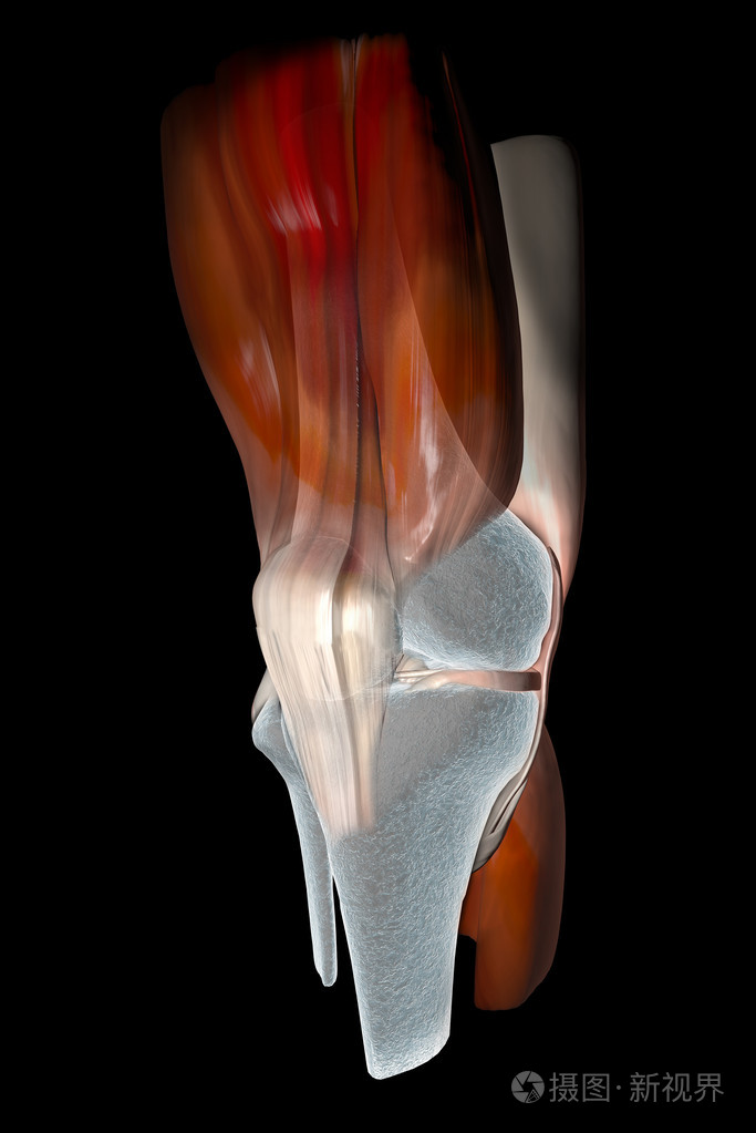 膝盖韧带, 肌腱, 骨头