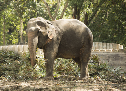 一只驯养的大象在泰国公园吃东西