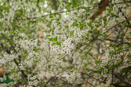 早春开花樱桃。美丽的白色花朵。晴天