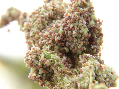 植物虱子在树上照片