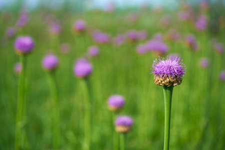 矢车菊的紫色花朵, 绿色模糊的春天背景, 选择性聚焦