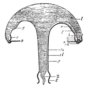 anthomedusae 是一类海洋无脊椎动物属于门刺胞动物, 复古线条画或
