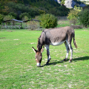 家驴放牧在绿色草坪上照片