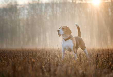 小猎犬在雾中漫步