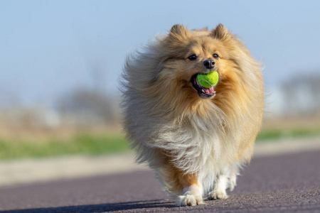 一只兰属牧羊犬用小球玩耍