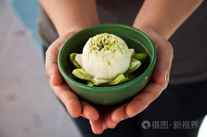 两只手捧一杯白色的莲花
