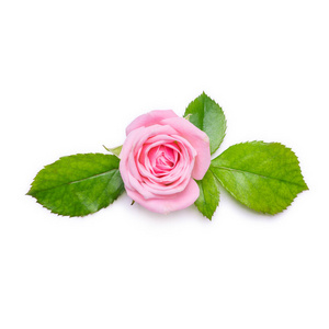 粉红色的玫瑰在白色的背景。花的边界。从上面查看