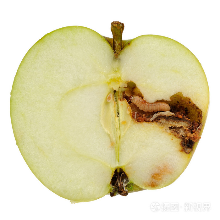 孤立在白色背景上的蠕虫吃苹果