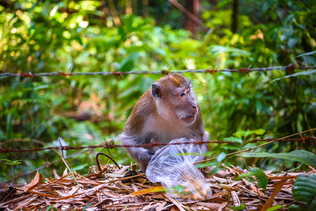 猕猴猴吃坚果, 空侬国家公园, 加蓬, 攀牙, 泰国