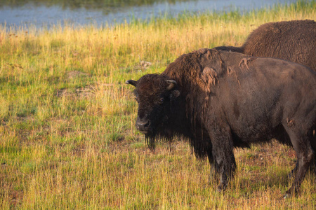 在美国怀俄明州的黄石国家公园的草原上的野牛