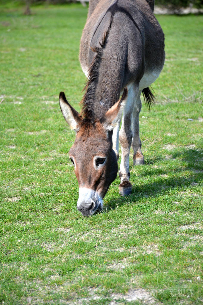 家驴放牧在绿色草坪上