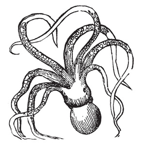 墨鱼鱼是海洋动物的顺序 sepiida, 复古线条画或雕刻插图照片