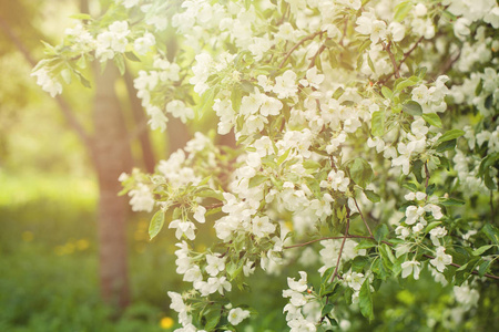 春花园背景, 开花苹果树