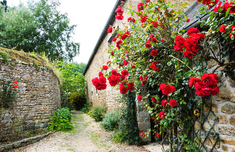 红玫瑰树丛附近农村的老房子图片