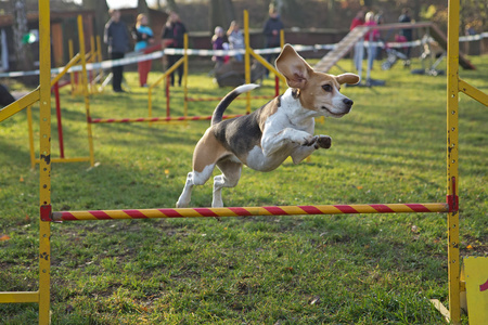 比格犬跳个不停照片