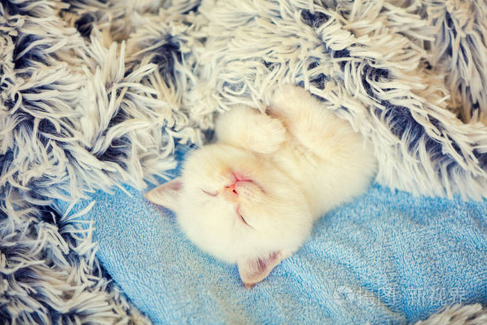快乐睡觉可爱的小猫在后面覆盖着蓬松的毯子
