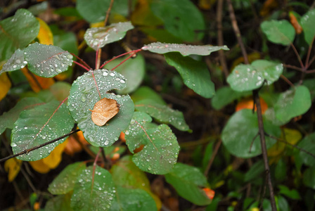 雨后有雨滴的绿叶