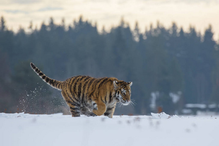 西伯利亚虎 虎底格里斯河 也叫黑龙江虎 虎底格里斯河东北虎 在森林里, 年轻的雌虎在森林里。一只年轻的老虎把爪子扣在树上