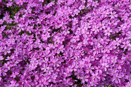 背景从粉红色的小花, 背景丁香花