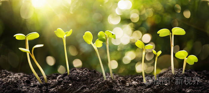 生长在自然阳光背景下的种子照片-正版商用图片082g1m-摄图新视界