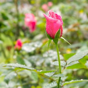 在与雨滴的花园里的红玫瑰