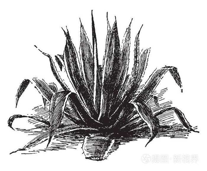 美洲龙舌兰是非常大的, 常绿和多年生植物.