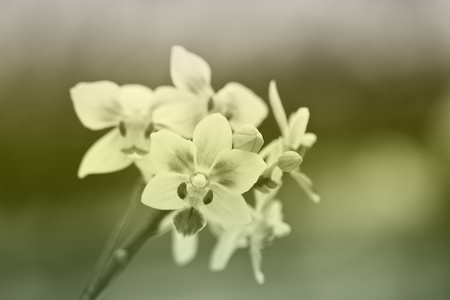 花园里的兰花