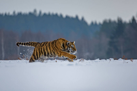 西伯利亚虎 虎底格里斯河 也叫黑龙江虎 虎底格里斯河东北虎 在森林里, 年轻的雌虎在森林里。一只年轻的老虎把爪子扣在树上