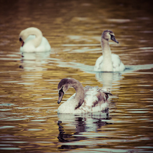 在秋天的时候湖上的天鹅家庭游泳的宁静景色