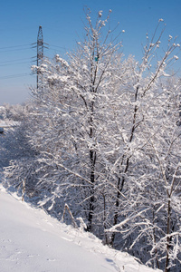 树在雪地里。冬季景观。树枝在冬天