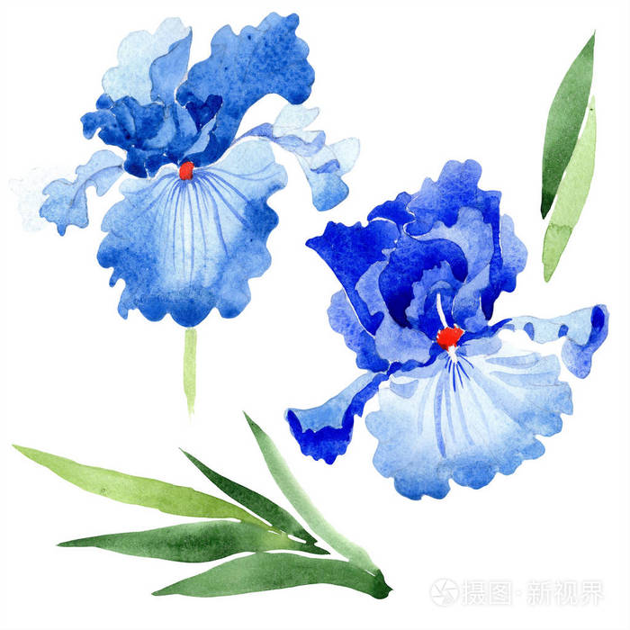 水彩蓝色虹膜花.花卉植物花.独立的插图元素.