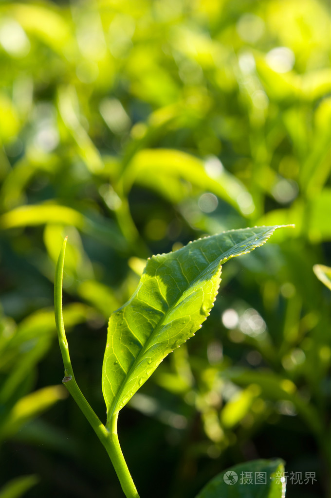 背景的带种植园的茶叶上午