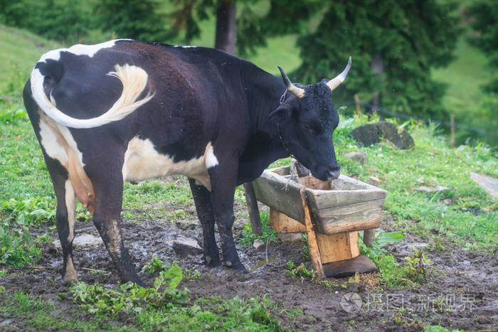 一只汗布奶牛在饮水槽喝水