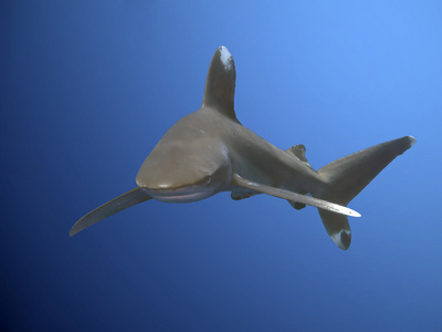 睡觉的丹皮综合白鳍鲨鲨鱼白鳍鲨科科斯岛白鳍鲨鲨鱼漂浮在深水里白鳍