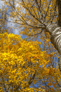 在公园里的金色 Autumntrees