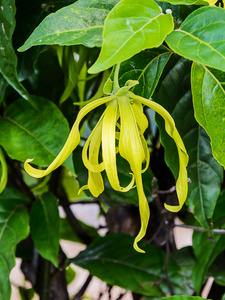 鲜花南依兰鲜花照片