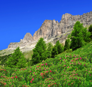 白云岩的山峰玫瑰园