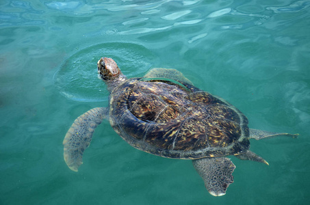 水生动物水下照片.海水中的绿海龟游照片
