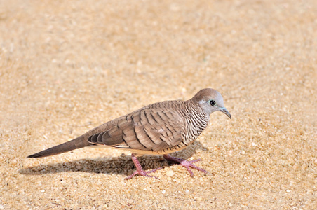 斑马鸽子走在沙滩上