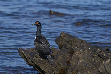 在福克兰群岛的屠体岛沿岸的岩石 Phalacrocorax magellanicus